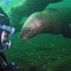 Jul 12-13 Ocean Dives - Image 6