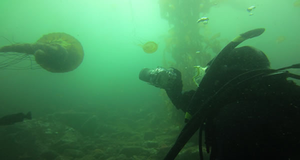 Diving in Cold Water is Challenging