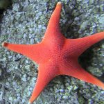 Monterey Guided Scuba Dives