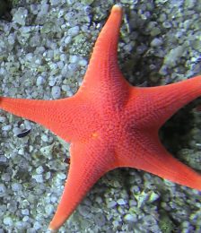 Monterey Guided Scuba Dives