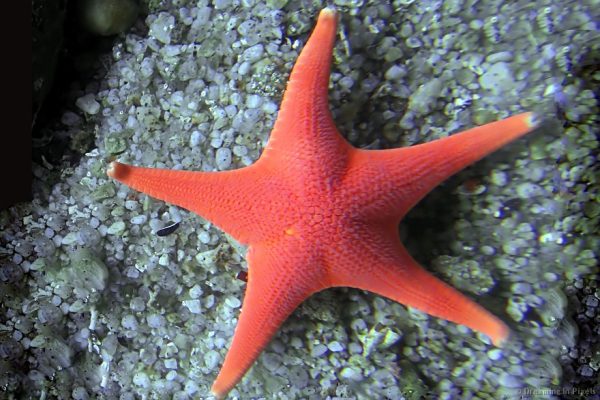 Monterey Guided Scuba Dives