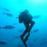 Retail Contact Scuba Fusion Dive School - Location