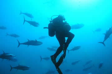 Retail Contact Scuba Fusion Dive School - Location Retail Contact Scuba Fusion Dive School - Location