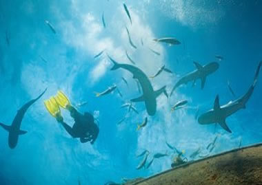 AWARE Shark Conservation Dive PDF