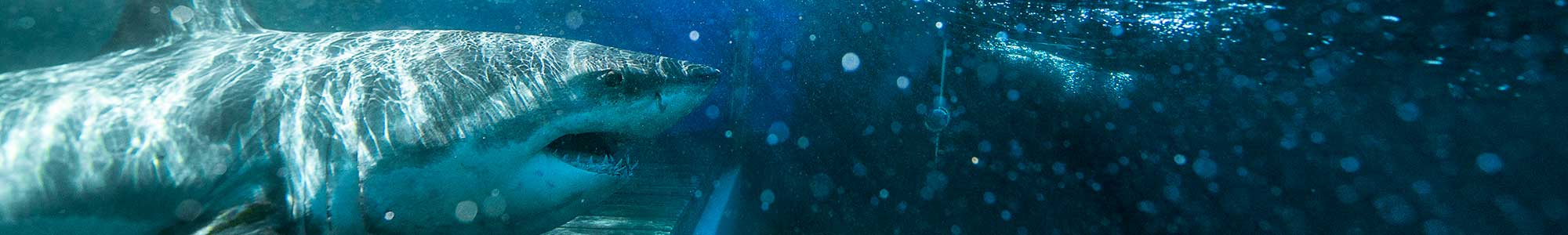 Shark-Conservation-Dives-in-Monterey.jpg