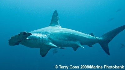 Book the Shark Conservation Specialty