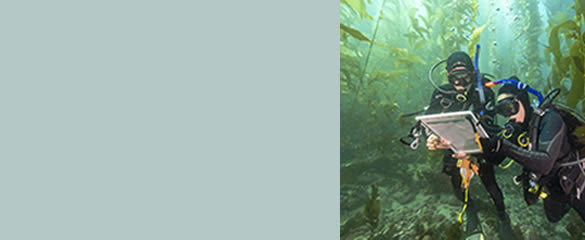 Shark Conservation Dive Class
