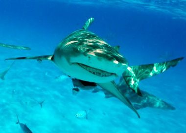 Spotting the best great white shark Spotting the best great white shark