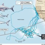 AWARE Shark Conservation Dive Class