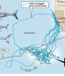 AWARE Shark Conservation Dive Class