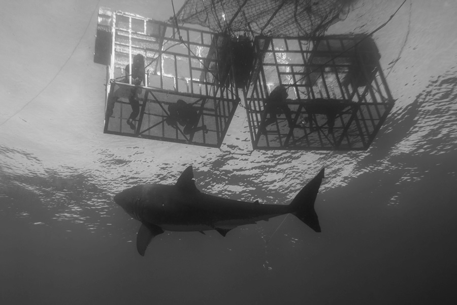PADI AWARE Shark Conservation Program Nathan PADI AWARE Shark Conservation Program Nathan