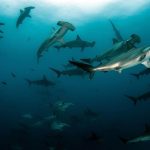 #1 Aware Shark Conservation Program