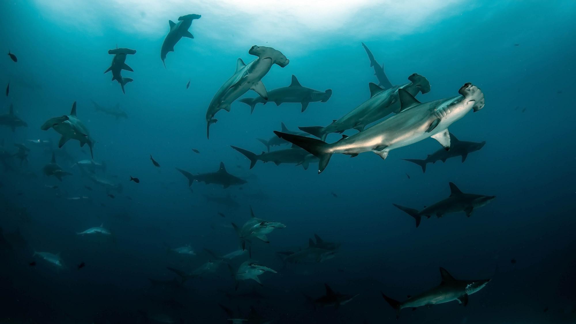 #1 Aware Shark Conservation Program