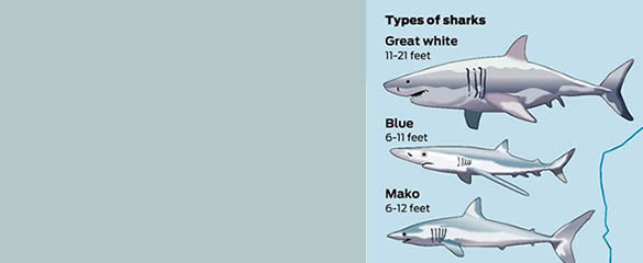 Shark Conservation Dive Class