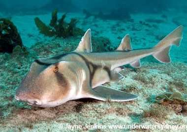 Get credit Learn why sharks have unique physical attributes