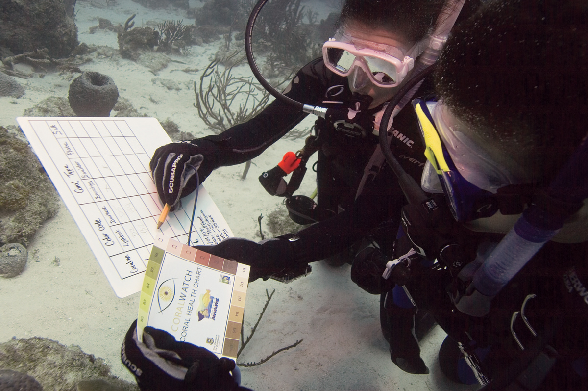 Discover Scientific Diving - Reef Check