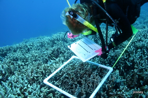 scientific diver completing Reef Check transect