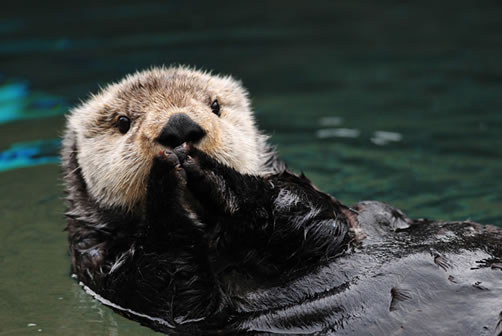 divers looking at a sea otter